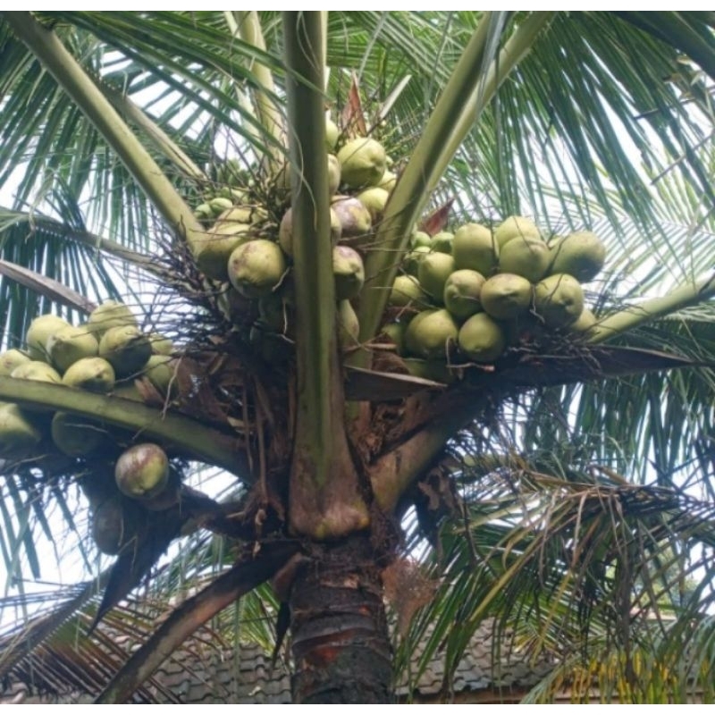KELAPA MUDA SEGAR FRESH DEGAN CENGKIR GADING BLOLOK FRESH
