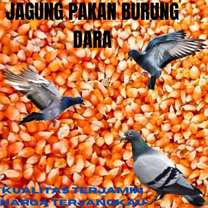 jagung pakan burung merpati jagung kristal merpati jagung pakan burung 1kg jagung kristal super