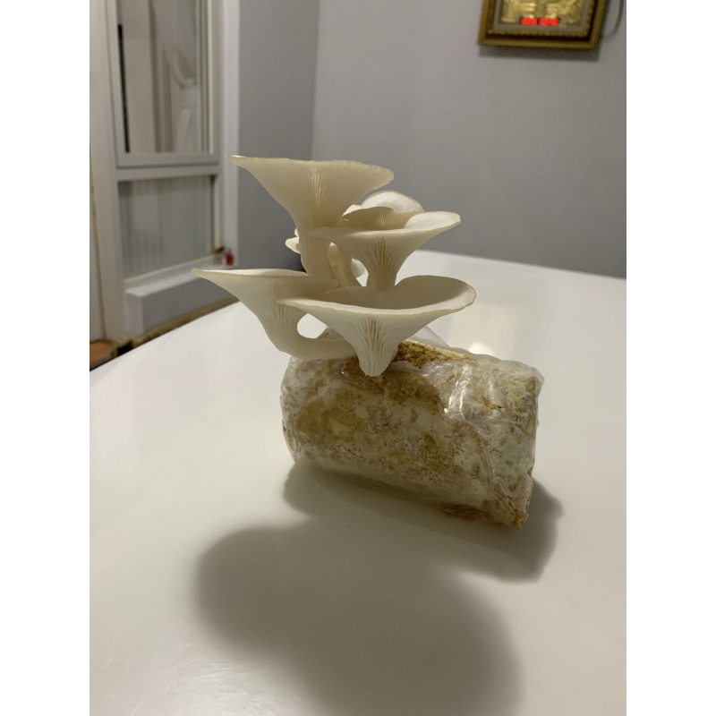 Dexter's Mushroom Home Grow Kit, Jamur Tiram / Oyster Mushroom Putih