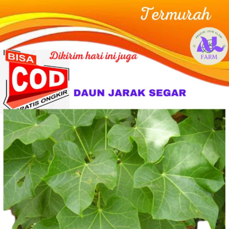 

Daun jarak segar kemasan 150 gram ALFARM