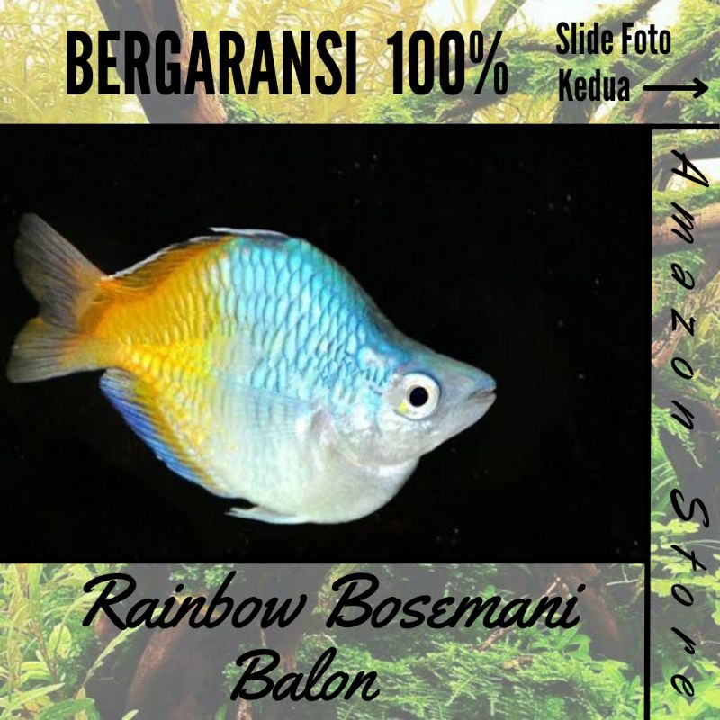 ikan rainbow Bosemani Balon Jantan / Ikan Hias Rainbow
