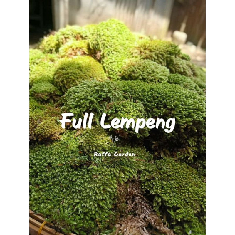 Lumut Pinus/Forest Moss & Untuk Preserved Moss,Hiasan Aquascape,Terarium dll