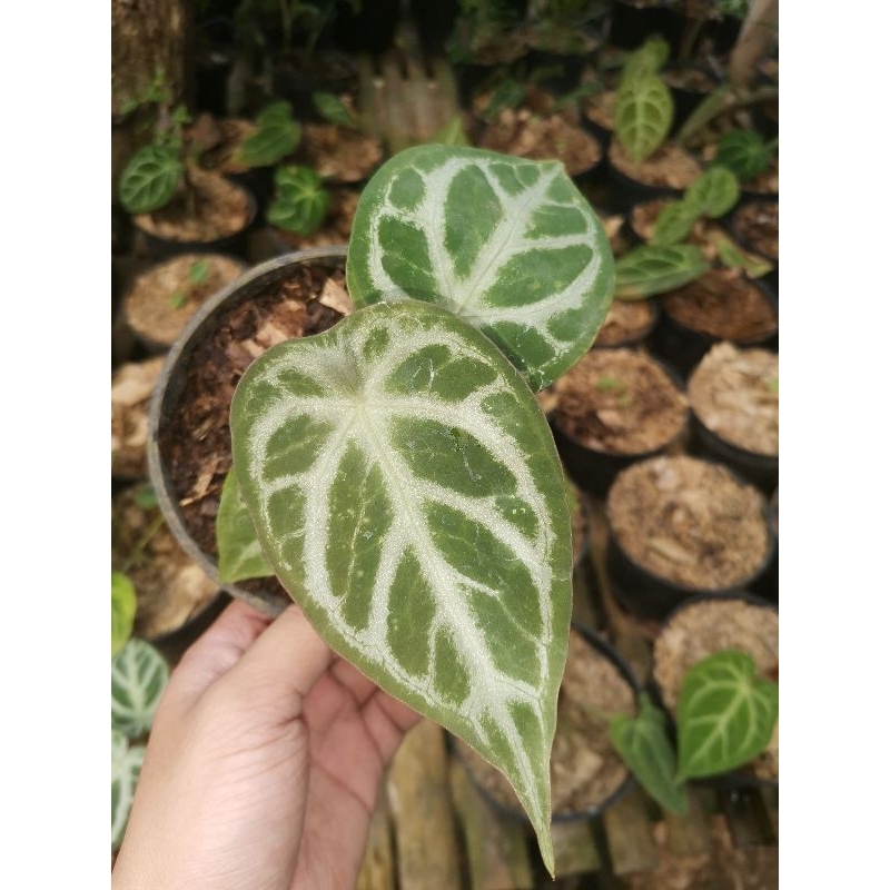 Tanaman hias Anturium dorayaki silver forgeti / Anthurium silver blush Forgetii / kuping gajah buta 