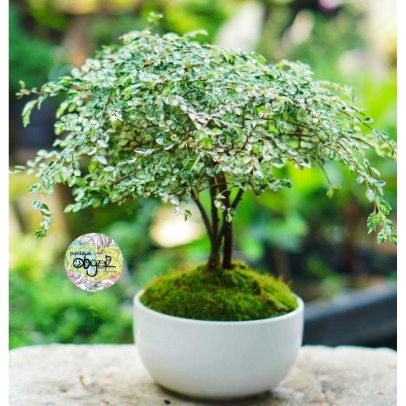 Bonsai Ulmus Variegata Super Micro || BAHAN BONSAI ORIGINAL KOLEKSI