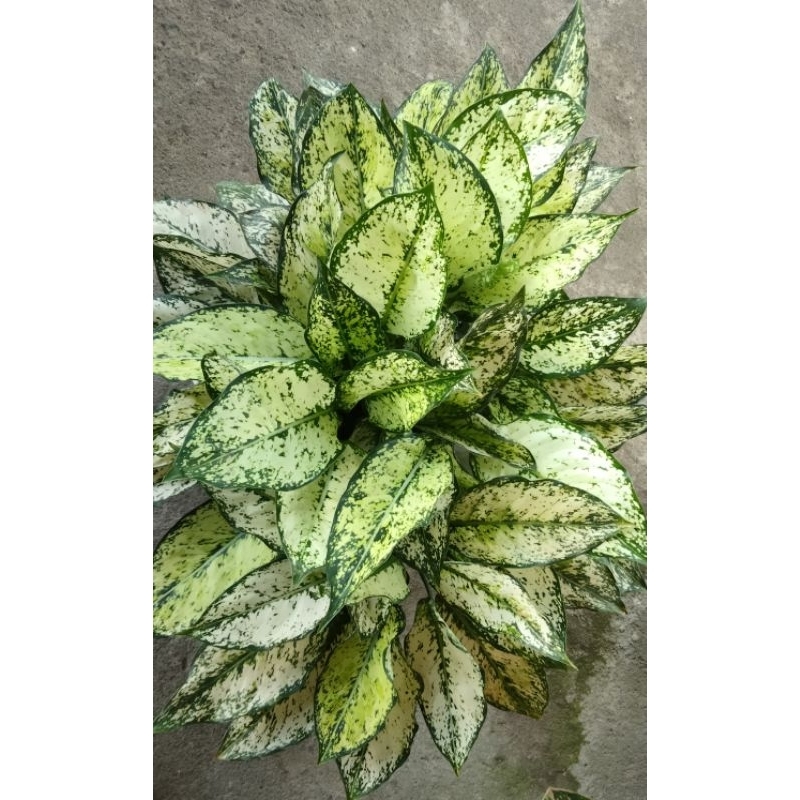 aglonema siam Paragon dewasa murmer daun rimbun