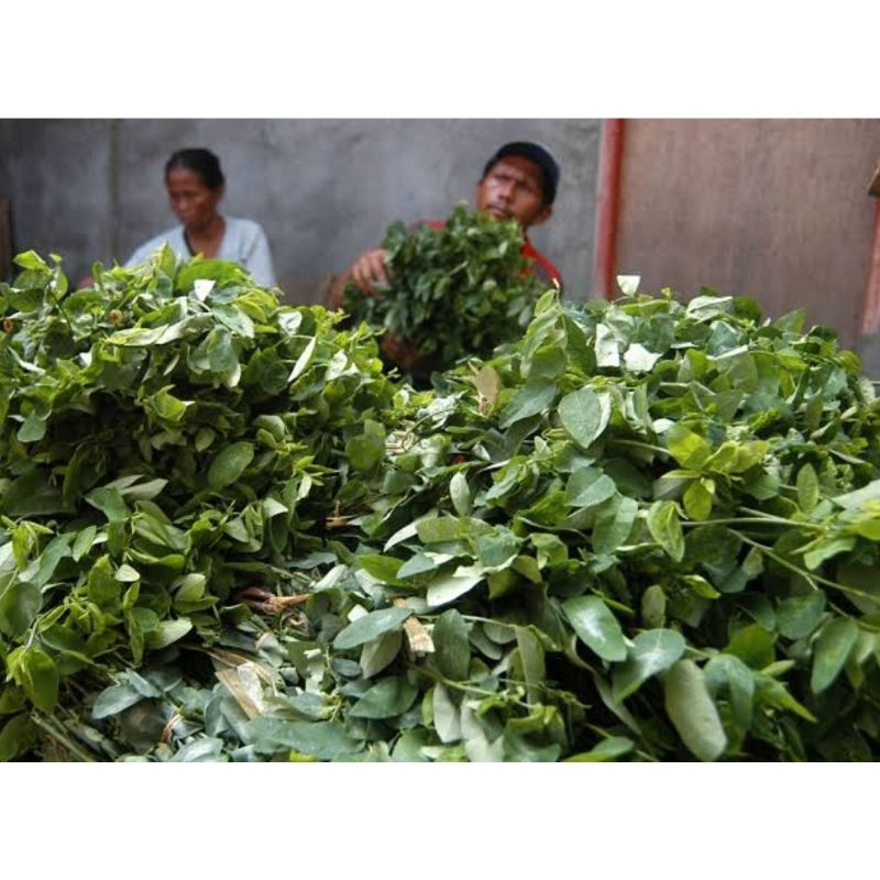 

Daun katuk organik sayur sehat 1ikat