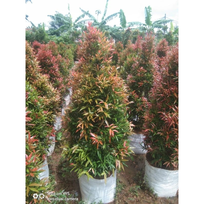 pohon pucuk merah tinggi 1,5 meter