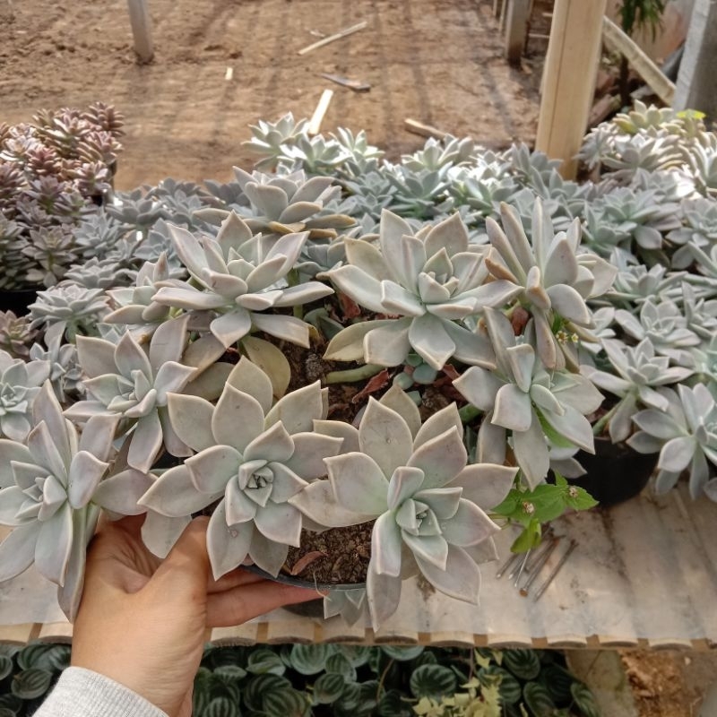 Sukulen Ghost Plant Rimbun / Sukulen Gantung Ghost Plant