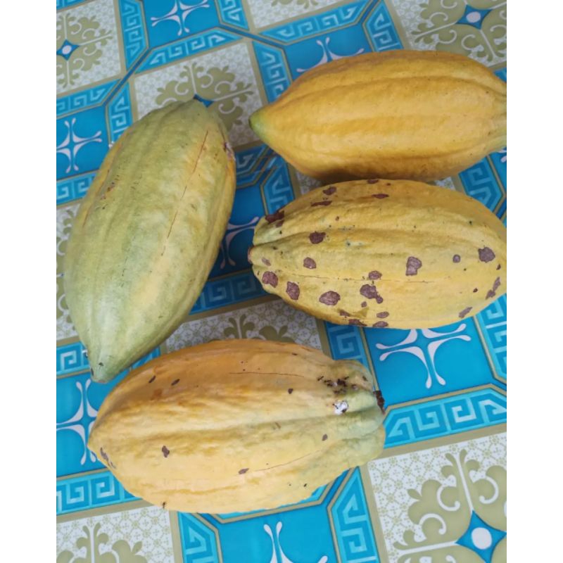 

Buah coklat / Buah kakau segar matang organik