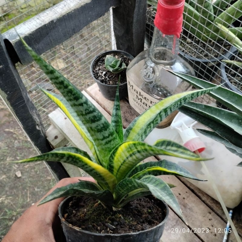 sansivera cordova varigata