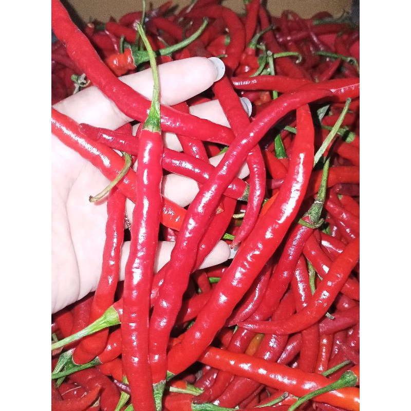 

cabe merah keriting 500g