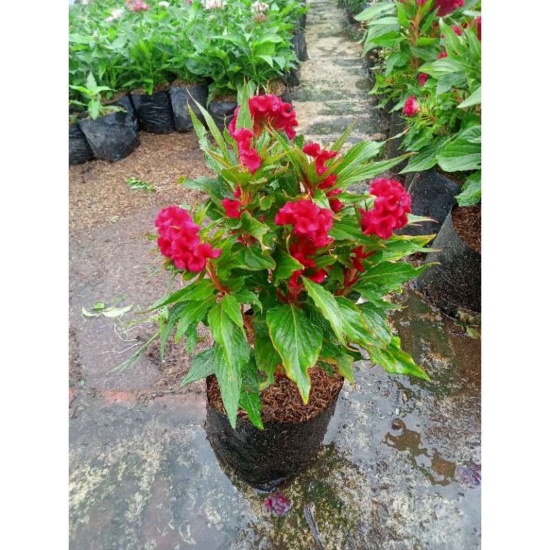 Celosia jengger ayam merah - tanaman celosia cristata red murah - tanaman jengger ayam merah