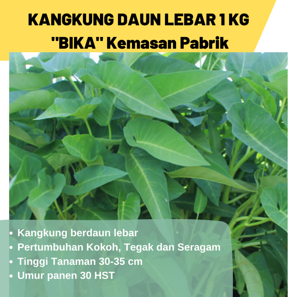 Benih kangkung unggul BIKA Pertiwi 1 kg