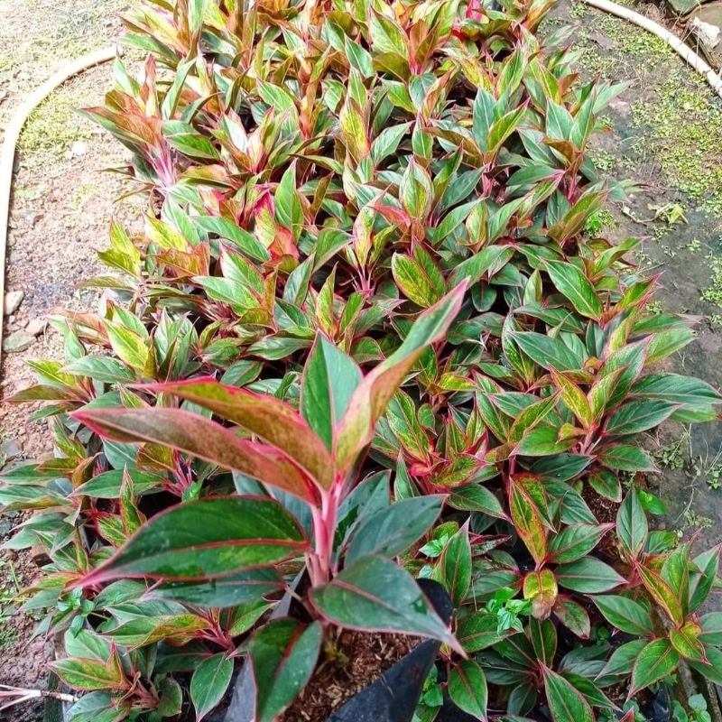 TANAMAN HIAS AGLONEMA SIAM AURORA/LIPSTIK PINK MERAH