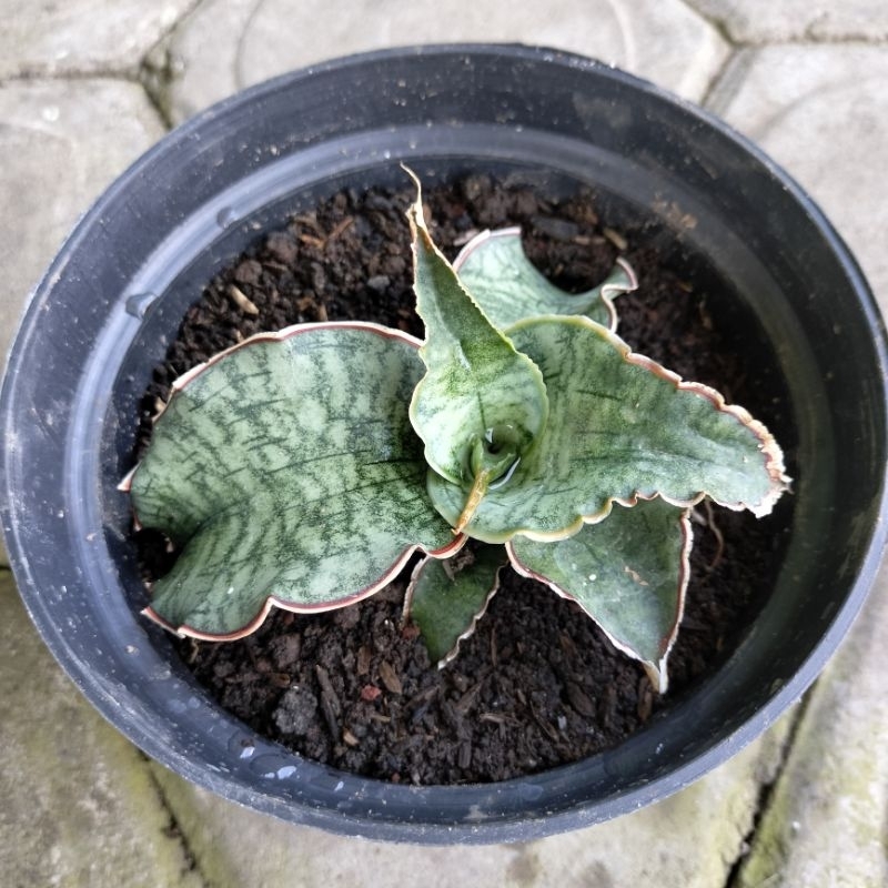 Sansevieria Silver Blue