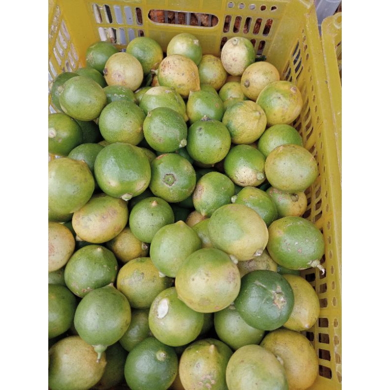 

Jeruk Lemon 250gr - 500gr - 1kg | Khusus Bandung Gosend