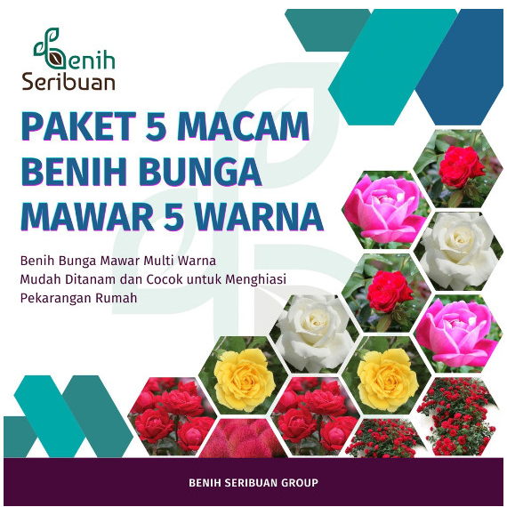 Bibit Bunga Mawar Paket 5 Macam Benih Bunga Mawar Merah Putih Kuning
