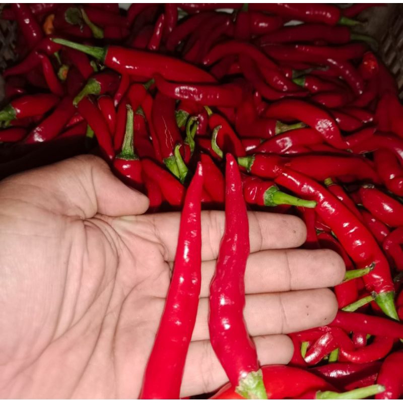 

Cabe Merah besar Lombok Besar Masih Segar
