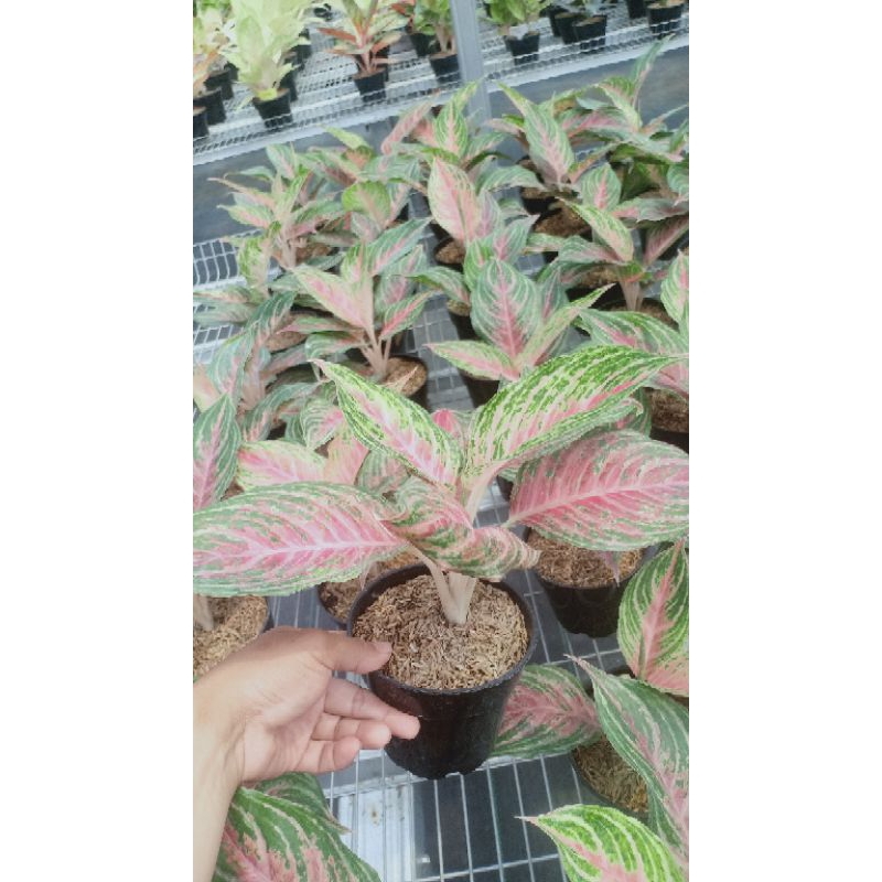 Aglonema Pink Beauty