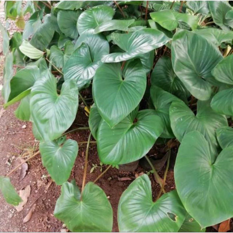 tanaman hias hamalomena