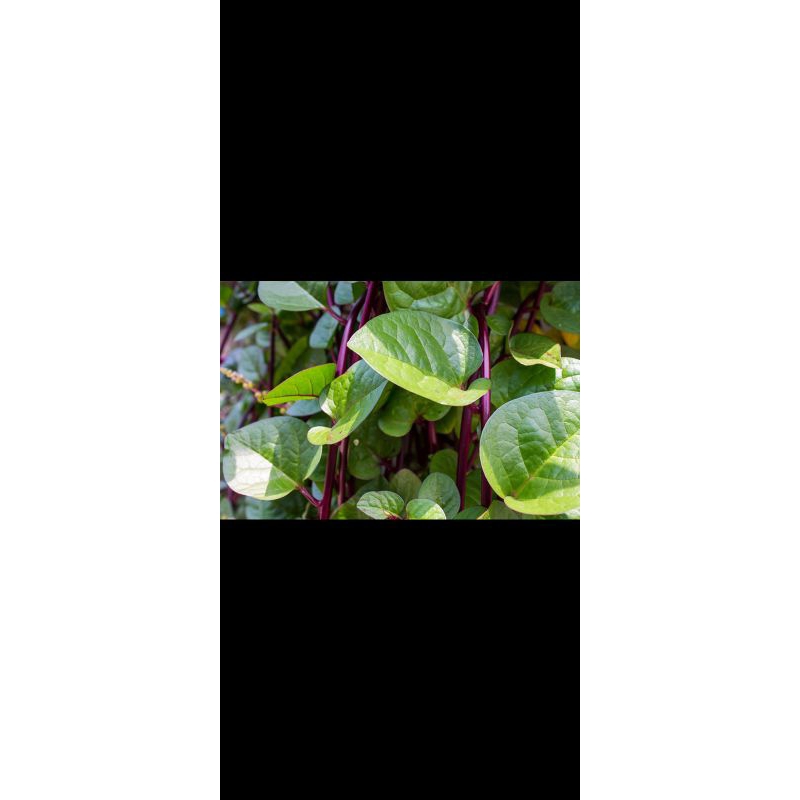Daun Binahong Merah