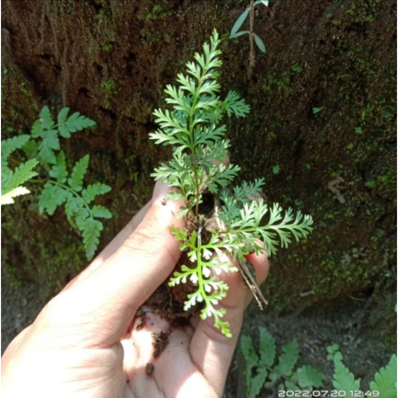 RUMOHRA ADIANTIFORMIS~PAKIS KAYU~LEATHER LEAF FREN~PALUDARIUM~5 PCS