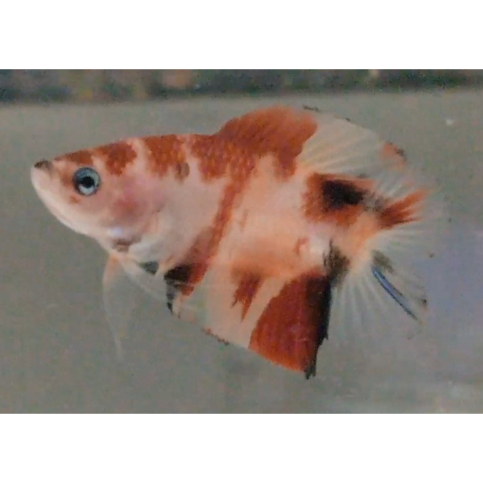 Ikan Cupang PKDT Plakat Double Tail Nemo Multy Male Anakan PKDT06