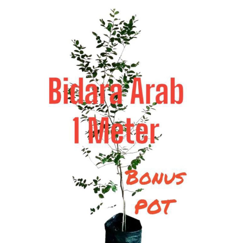 Pohon bidara Arab 1 meter lebat kualitas premium