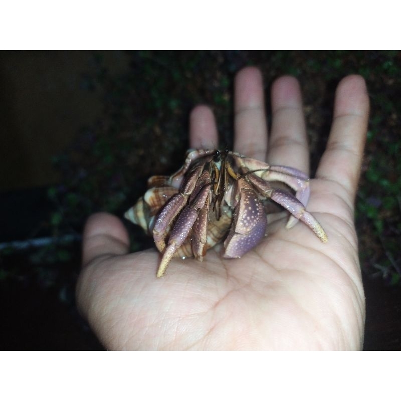 Mainan edukatif Paket 4 Ekor Brevi size L unisex