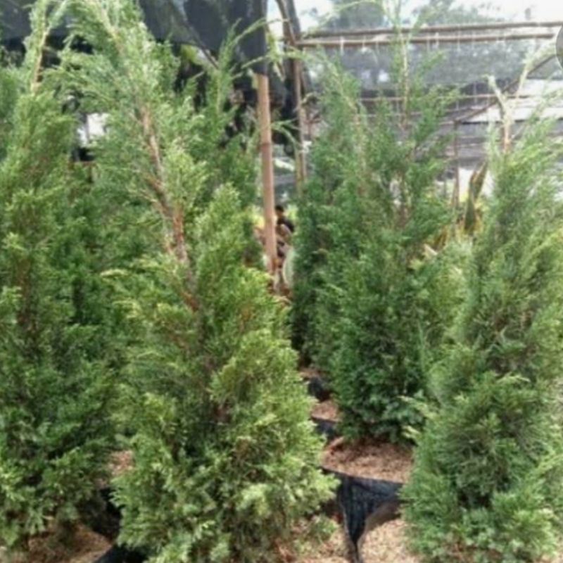 Tanaman hias cemara lilin 1 meter