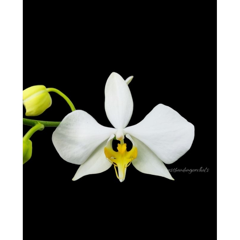 Phalaenopsis amabilis aurea
