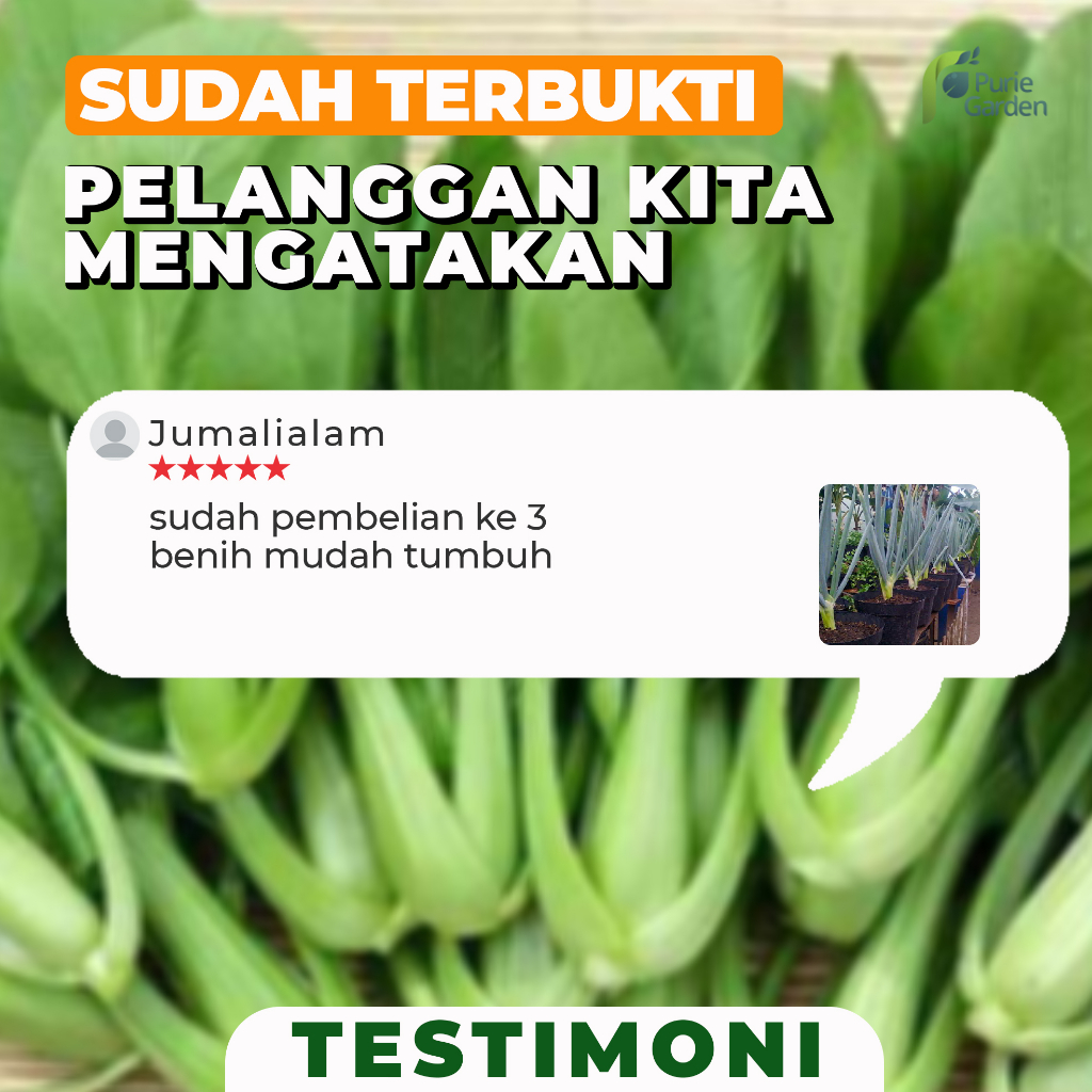 Benih Bibit Biji Unggul Bawang Daun 125 Benih PG KDR