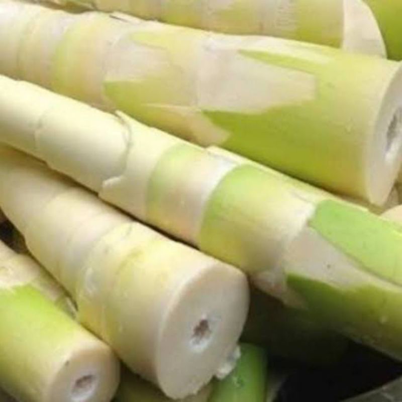 

[TERLARIS] REBUNG BAMBU MUDA FRESH 1KG