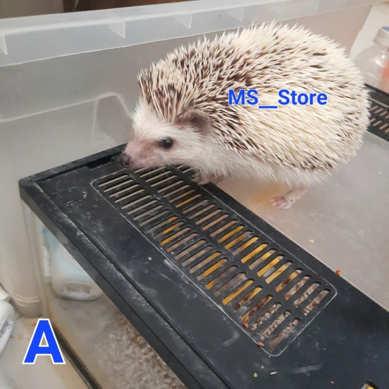 Landak Mini Indukan Pinto Saltandpaper (SURABAYA INSTAN)