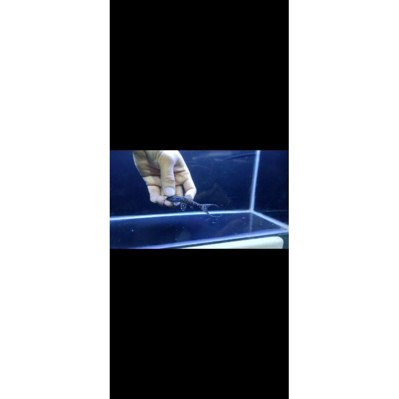 Adonis Black (Pleco L155) 8-10cm