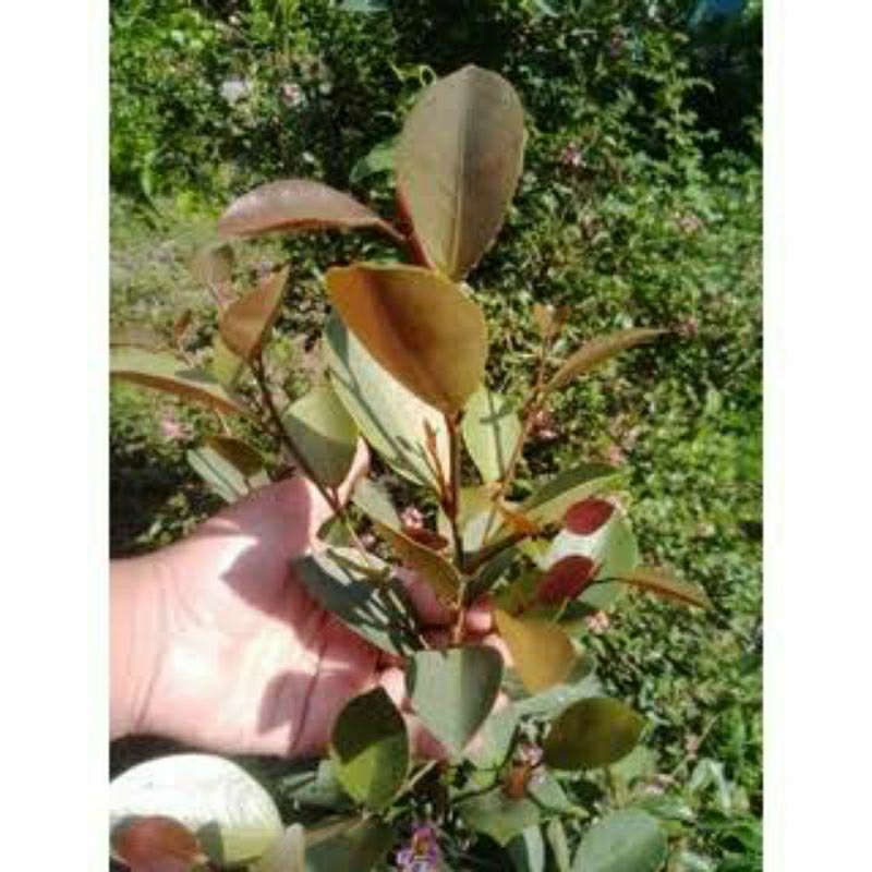 Bibit iprik silver pucuk merah bonsai termurah