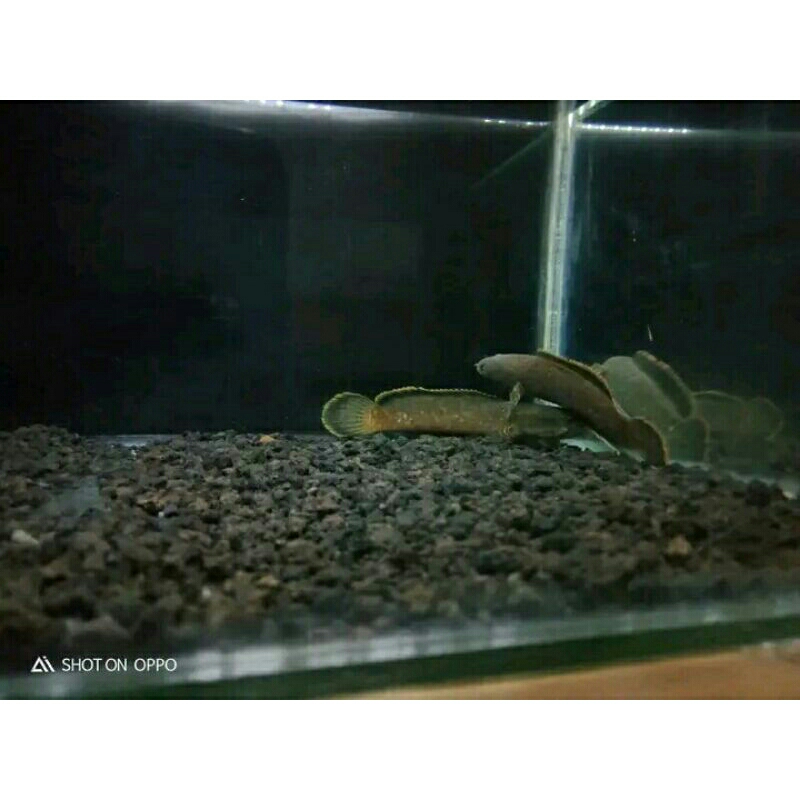 Limbata pair / sepasang 13-15 cm