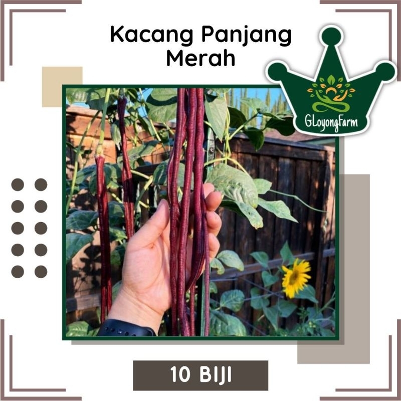 Benih Kacang Panjang Merah Unggul Berkualitas - Bibit Sayuran