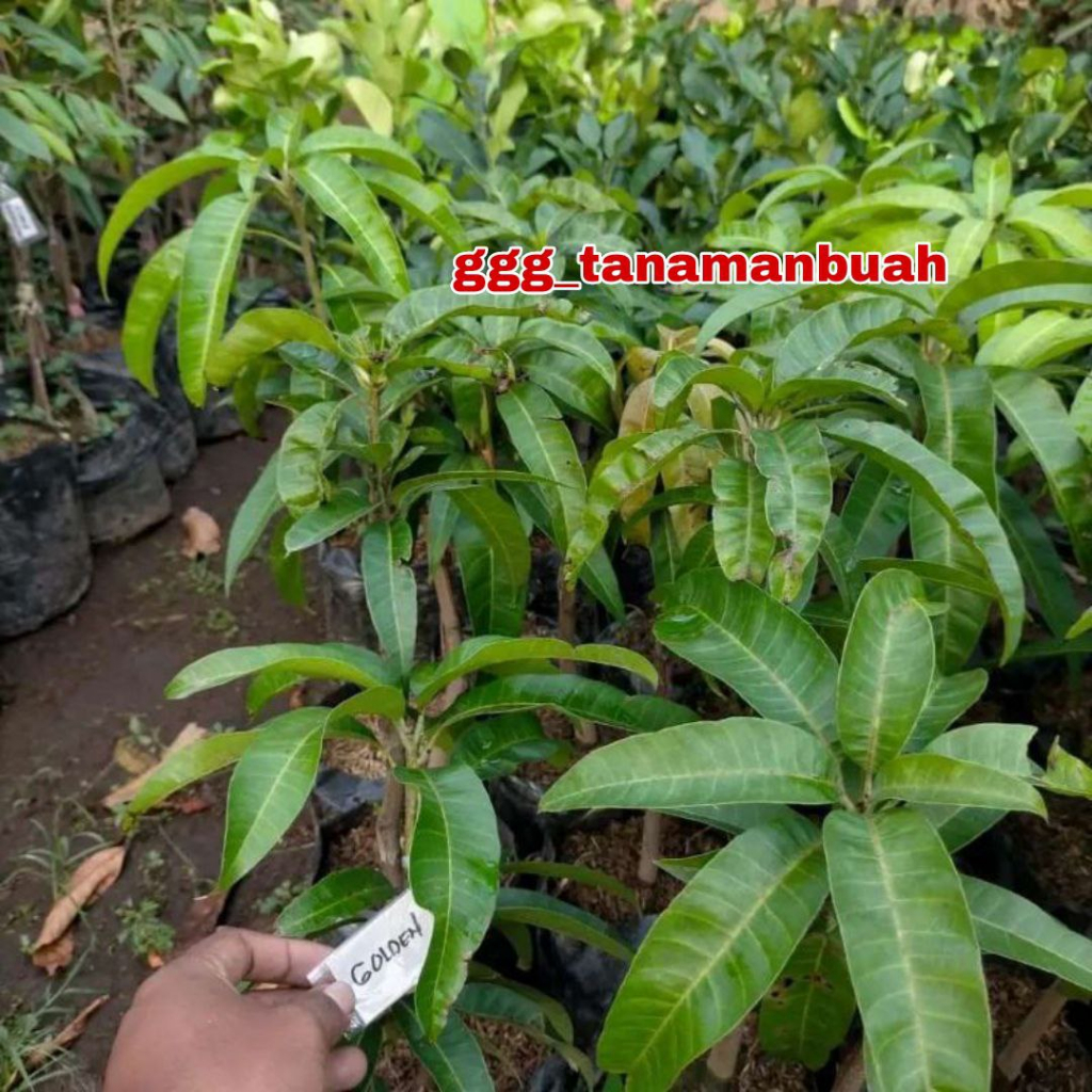 Bibit Mangga Namdokmai Mun Golden Super Cepat Berbunga