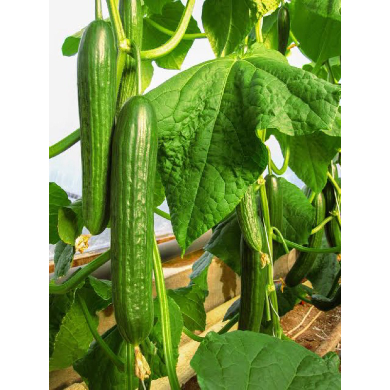 Benih Bibit Biji - Cucumber Telegraph Improved Premium Rare Seeds - IMPORT