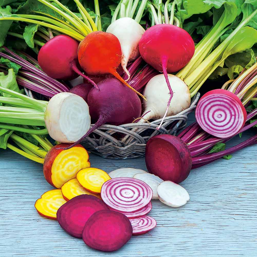 Benih Bibit Biji - Beetroot Rainbow Mix Colors Buah Bit Beet Pelangi Warna Campuran Seeds - IMPORT