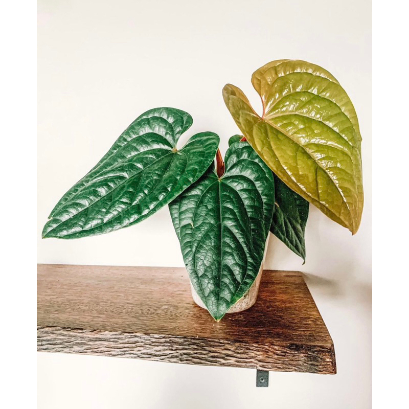 anthurium sirih / anthurium sirih purba / anthurium radicans