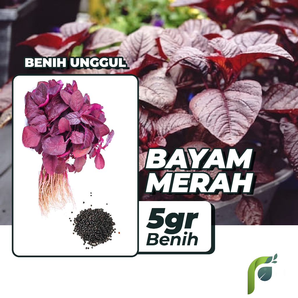 Benih Bibit Bayam Merah 5gr Benih Dua Ribuan PG KDR