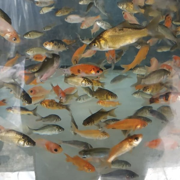 BIBIT IKAN MAS PER EKOR / ANAK IKAN MAS / BIBIT IKAN EMAS