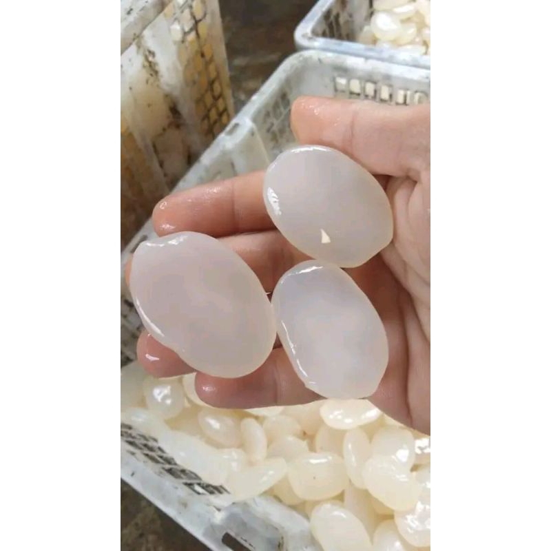 

Kolang kaling fress 1 kg