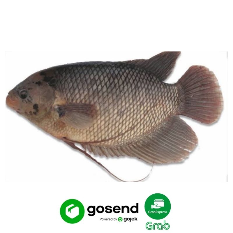 

IKAN GURAME SEGAR (500 GRAM)