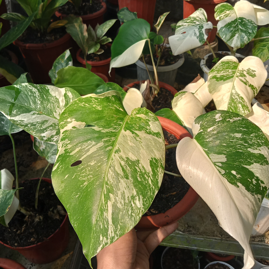 monstera white tiger