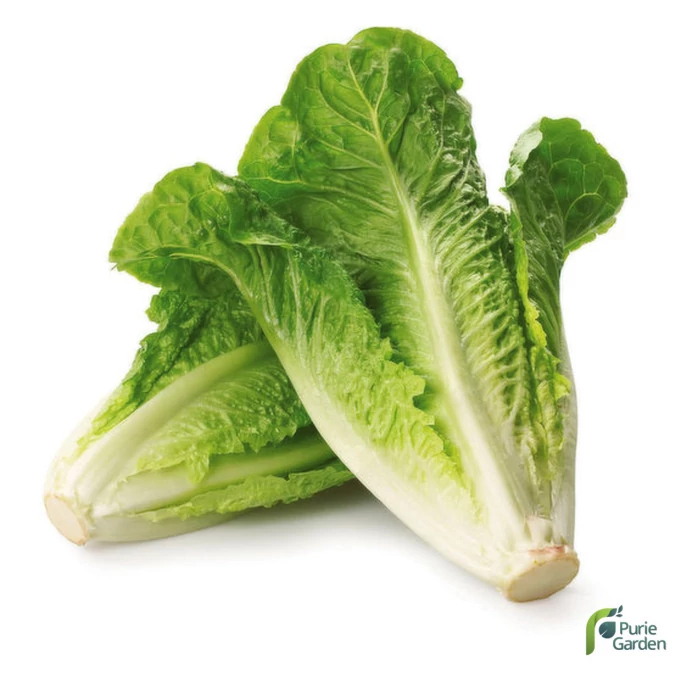 Benih Bibit Selada Hijau Romaine Ballon Lettuce 25 Benih Seribuan PG KDR