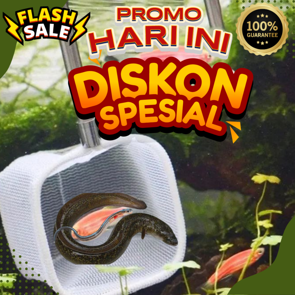 250 EKOR SIDAT JUMBO (  DALAM PULAU )