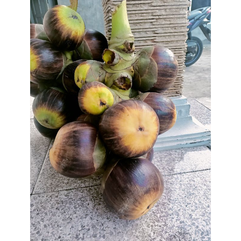 

Buah Lontar Utuh Khas Tuban isi 3 didalam satu buah utuh(Dipetik Stelah Anda Pesan)